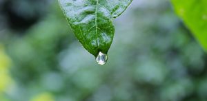 nature-plant-leaf-rain